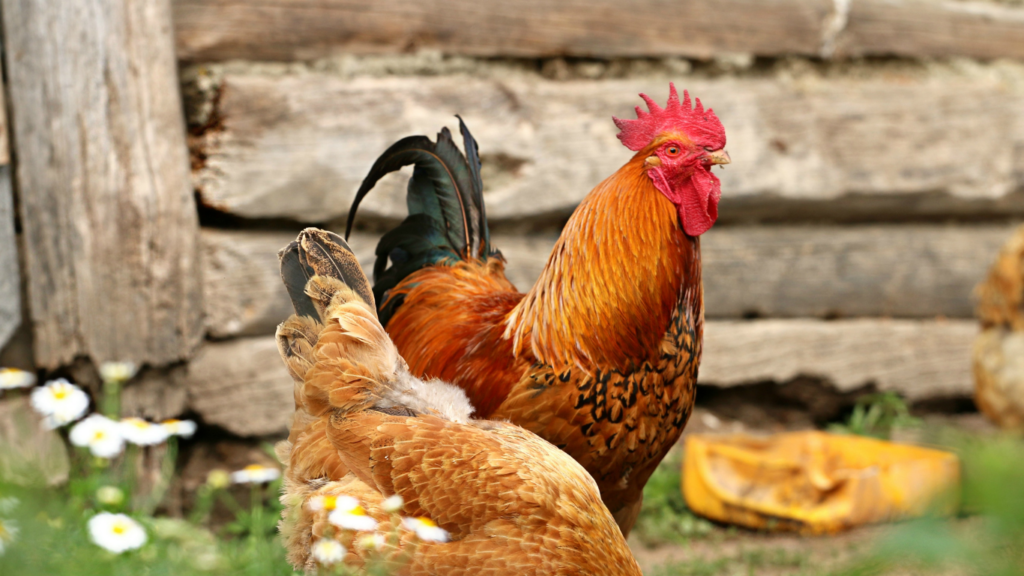 two chickens in front of a coop