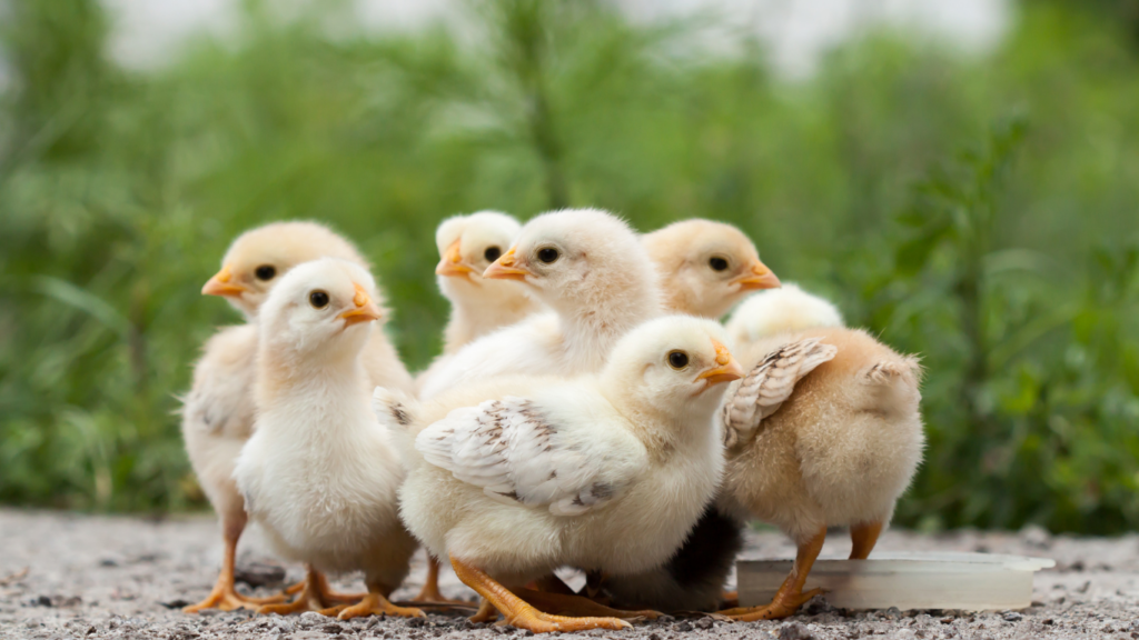 how to build a chicken coop chick image